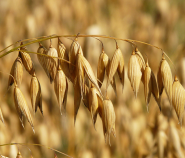 Field of oats