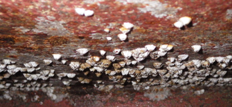 Barnacles on ship's hull