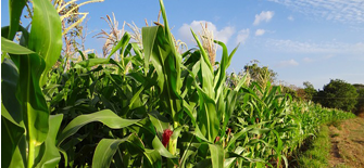 Maize